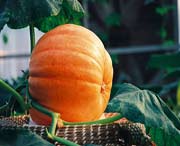 寿光天气预报7天