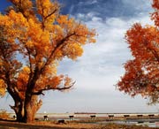 沙雅天气预报7天