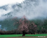 波密天气预报7天