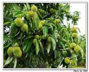 罗田天气预报7天