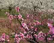 砀山天气预报7天