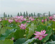 莲花天气预报10天