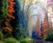 桑植天气预报7天