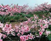 龙泉驿天气预报7天