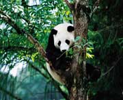 宝兴天气预报7天