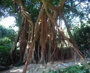 五华天气预报7天